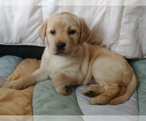 Labrador Retriever Puppy for sale in CALIENTE, CA, USA