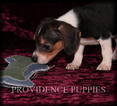 Small Photo #9 Beagle Puppy For Sale in COPPOCK, IA, USA