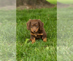 Small #1 Dachshund