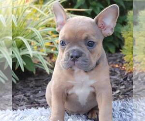 Faux Frenchbo Bulldog Puppy for sale in EAST EARL, PA, USA