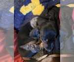 Small Photo #7 Dachshund Puppy For Sale in AUSTIN, TX, USA