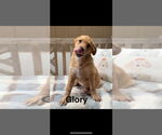Small Photo #6 Mutt Puppy For Sale in Oak Bluffs, MA, USA