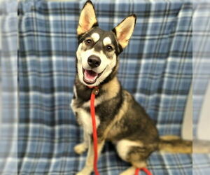 Siberian Husky Dogs for adoption in Long Beach, CA, USA