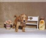 Puppy Ford Golden Retriever