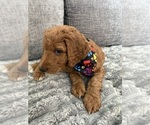 Litter of 7 - Male(s) and Female(s) Goldendoodle mix (+ Poodle Standard)Litter of Puppies for Sale - Photo #14