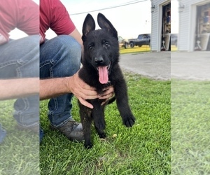 German Shepherd Dog Puppy for Sale in BRYANT, Indiana USA