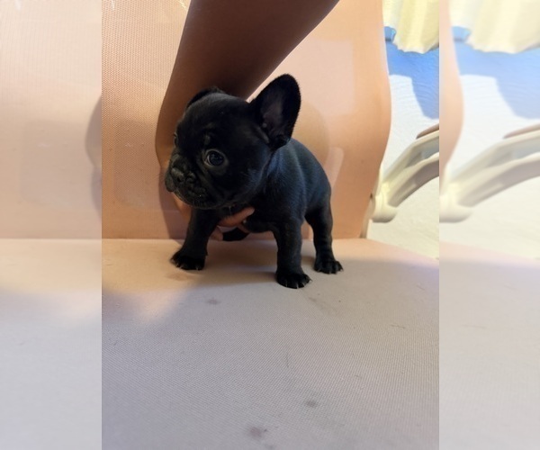 Medium Photo #4 French Bulldog Puppy For Sale in CEDAR RAPIDS, IA, USA