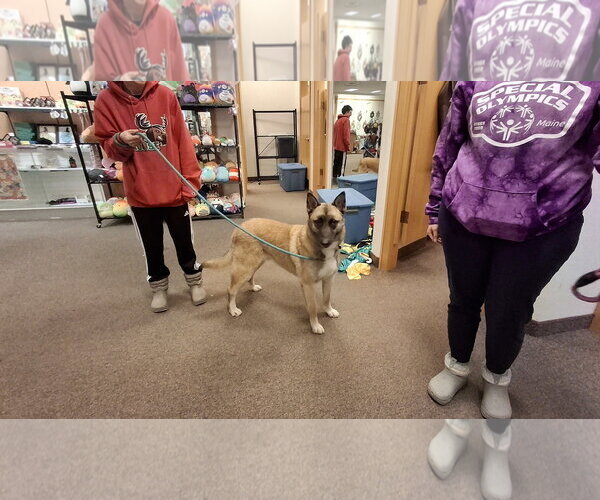 Medium Photo #36 German Shepherd Dog-Unknown Mix Puppy For Sale in Sebec, ME, USA
