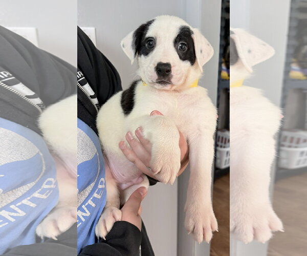 Medium Photo #1 Mutt Puppy For Sale in Clarkston, MI, USA