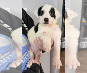 Mutt Dogs for adoption in Clarkston, MI, USA