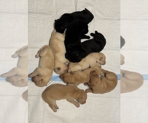 Labrador Retriever Puppy for Sale in WOODBRIDGE, Connecticut USA