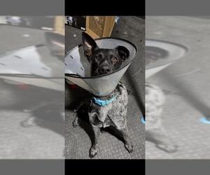 Mutt Dogs for adoption in Bakersfield, CA, USA