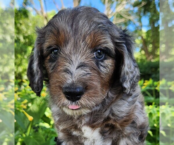 Medium Photo #4 F2 Aussiedoodle Puppy For Sale in COLUMBIA, TN, USA