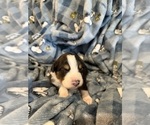 Small Photo #27 Australian Shepherd Puppy For Sale in EUSTIS, FL, USA