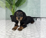 Small #5 Dachshund
