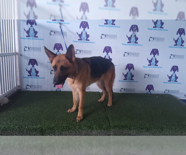 Medium Photo #1 German Shepherd Dog Puppy For Sale in Orlando, FL, USA
