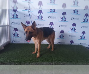 German Shepherd Dog Dogs for adoption in Orlando, FL, USA