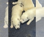 Small #2 Siberian Husky