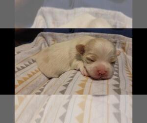 Medium Maltipoo