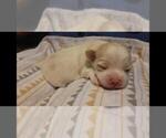 Puppy 1 Maltipoo
