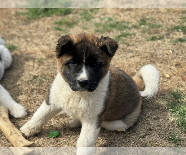 Medium Photo #2 Akita Puppy For Sale in ZEBULON, NC, USA