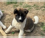 Small #1 Akita