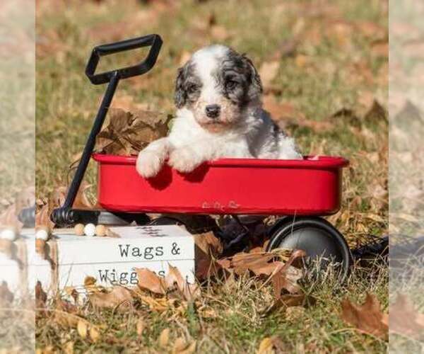 Medium Photo #4 Bernedoodle (Miniature) Puppy For Sale in PRAIRIE VIEW, KS, USA