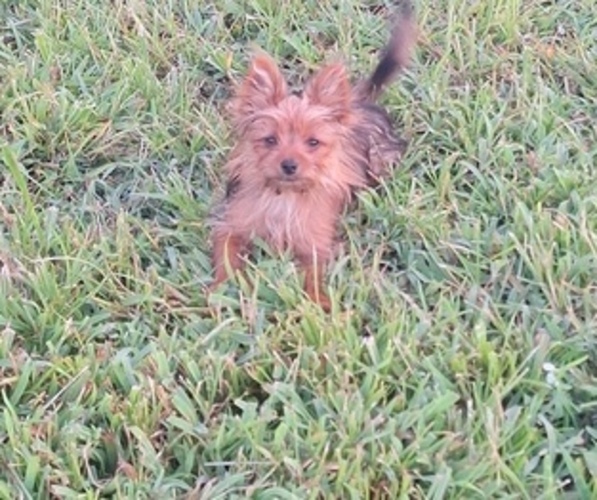 Medium Photo #3 Yoranian Puppy For Sale in ELKTON, KY, USA