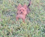 Small Photo #11 Yoranian Puppy For Sale in ELKTON, KY, USA
