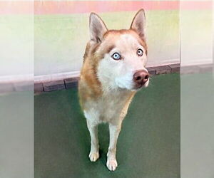 Siberian Husky Dogs for adoption in Pasadena, CA, USA