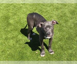 Mutt Dogs for adoption in Martinez, CA, USA