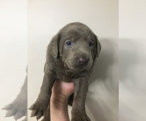 Labrador Retriever Puppy for sale in NEWTON, KS, USA