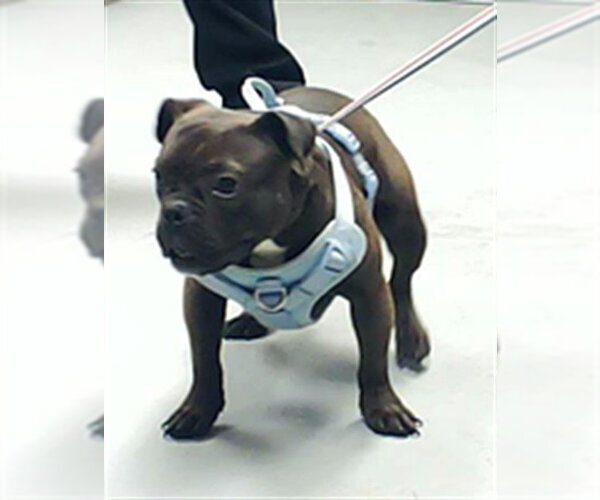 Medium Photo #1 Bulldog Puppy For Sale in Fayetteville, NC, USA