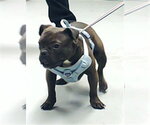 Small Bulldog