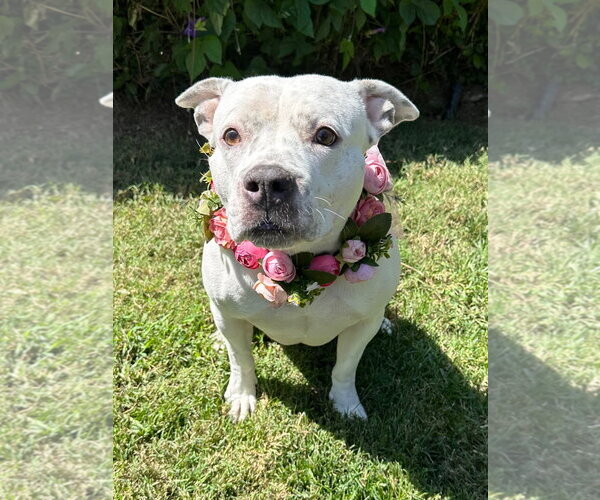 Medium Photo #4 American Pit Bull Terrier-Unknown Mix Puppy For Sale in Redlands, CA, USA