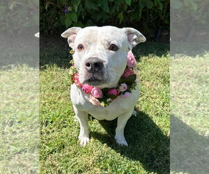 Tenley - Female American Pit Bull Terrier-Unknown Mix Dog for Adoption - Photo #4
