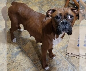 Mother of the Boxer puppies born on 11/22/2021