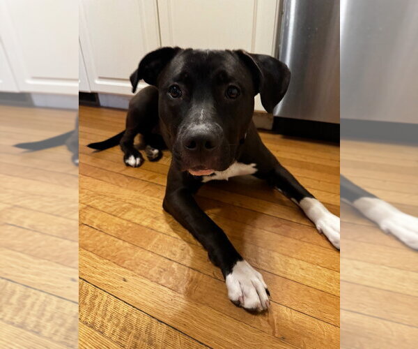 Medium Photo #5 Mutt Puppy For Sale in Gloversville, NY, USA