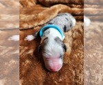 Small Photo #133 Sheepadoodle Puppy For Sale in LEHI, UT, USA