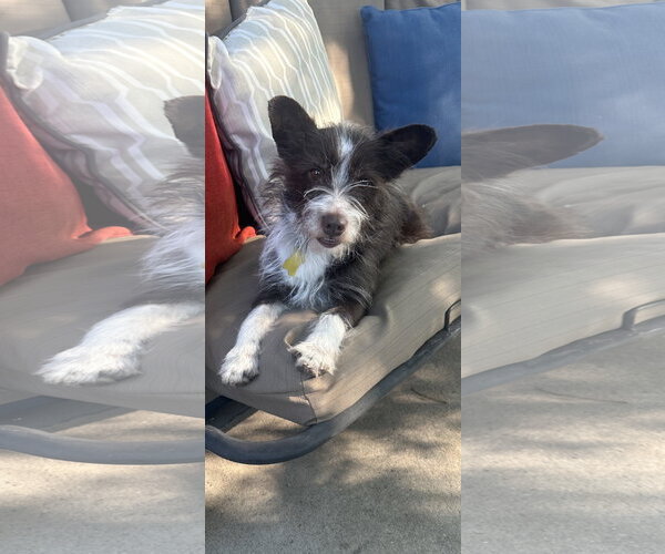 Medium Photo #1 Mutt Puppy For Sale in Sandy, UT, USA
