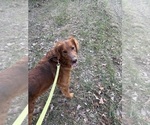 Small Photo #1 Golden Retriever Puppy For Sale in MARSHFIELD, MO, USA