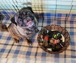 Small Photo #10 Pug Puppy For Sale in YELM, WA, USA