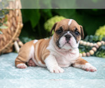 Small Photo #24 English Bulldog Puppy For Sale in MILLERSBURG, OH, USA