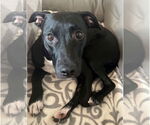 Small #2 Labrador Retriever Mix