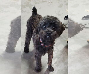 Poodle (Toy) Dogs for adoption in Allentown,, PA, USA