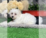 Small #2 Bichon Frise
