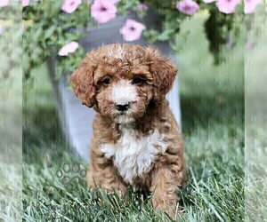 Cavapoo Puppy for sale in STRASBURG, PA, USA