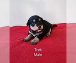 Puppy Trek Pembroke Welsh Corgi-Poodle (Toy) Mix