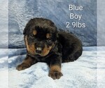 Small #1 Rottweiler