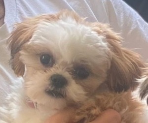 Mother of the Shih Tzu puppies born on 03/07/2025